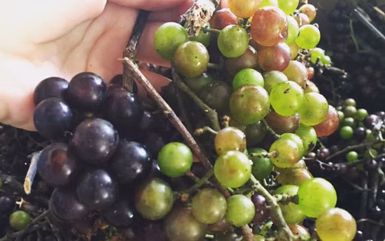 Chị Trần Phương (Hà Đông, Hà Nội) chia sẻ, nho rừng Tây Bắc quả xanh ăn chua, còn quả chín thì có vị chua ngọt mới đúng là kiểu nho rừng Tây Bắc chuẩn xịn. Và để về ngâm rượu với ngâm đường làm siro sẽ cho được vị hoàn hảo.