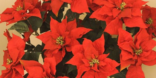 Nguoi tuoi Suu muon tai van doi dao chon ngay cay phong thuy nay