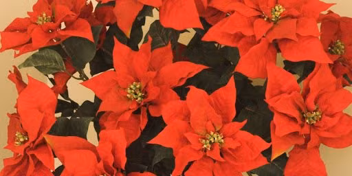 Nguoi tuoi Suu muon tai van doi dao chon ngay cay phong thuy nay