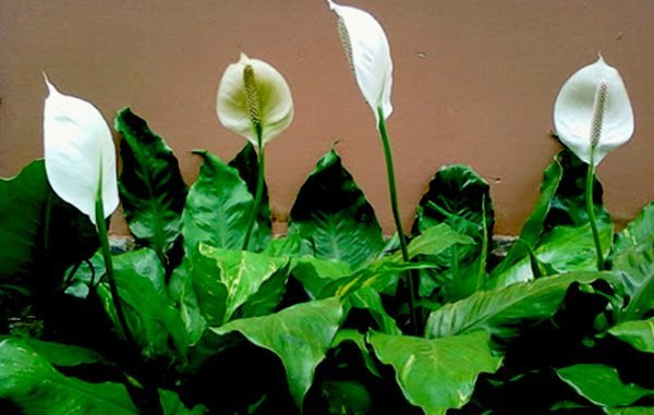 Nguoi tuoi Suu muon tai van doi dao chon ngay cay phong thuy nay-Hinh-4