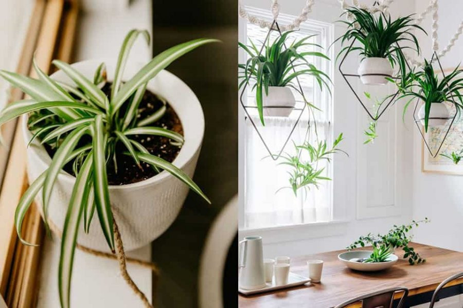 Nguoi tuoi Suu muon tai van doi dao chon ngay cay phong thuy nay-Hinh-5