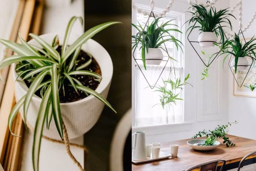 Nguoi tuoi Suu muon tai van doi dao chon ngay cay phong thuy nay-Hinh-5