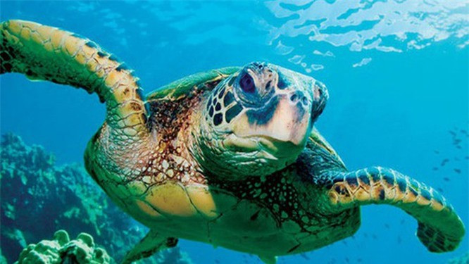 3. Rùa biển: Hai loại rùa biển là một trong những loài có nguy cơ tuyệt chủng cao nhất trên thế giới: Rùa Hawksbill và Rùa Leatherback. 