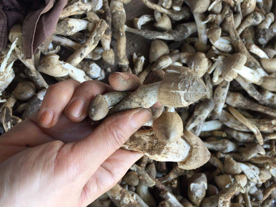 Loai nam co gia dat ngang voi gia cua hoang de-Hinh-2