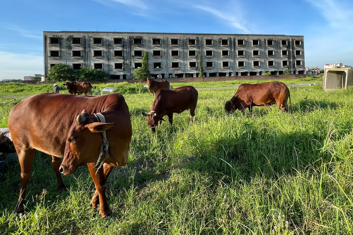 Trên dải phân cách của trục đường lớn chạy giữa khu đô thị, cỏ mọc um tùm và trở thành nơi chăn thả gia súc của người dân sinh sống quanh khu vực.