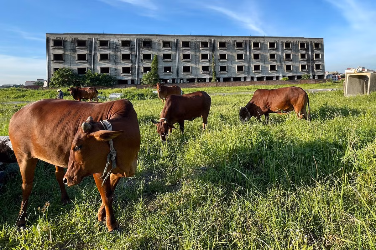 Trên dải phân cách của trục đường lớn chạy giữa khu đô thị, cỏ mọc um tùm và trở thành nơi chăn thả gia súc của người dân sinh sống quanh khu vực.