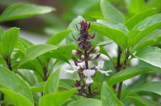 6 loai cay cu trong quanh nha la kien ba khoang so hai