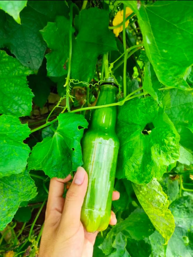 Thanh nien thu trong muop trong chai nhua, thanh qua khien dan mang bat ngo-Hinh-2