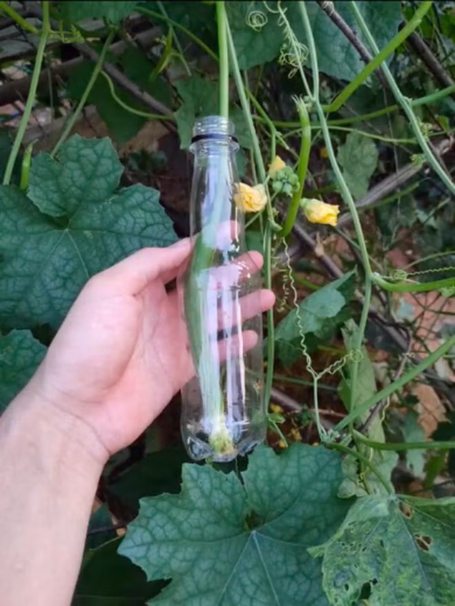 Thanh nien thu trong muop trong chai nhua, thanh qua khien dan mang bat ngo