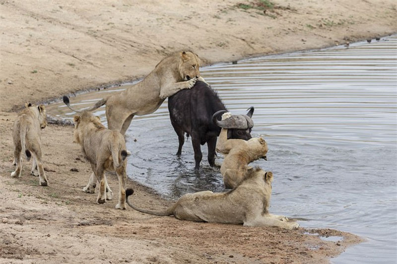 ##sc### Bị đàn sư tử tấn công, trâu rừng dường như chẳng thèm chống cự.