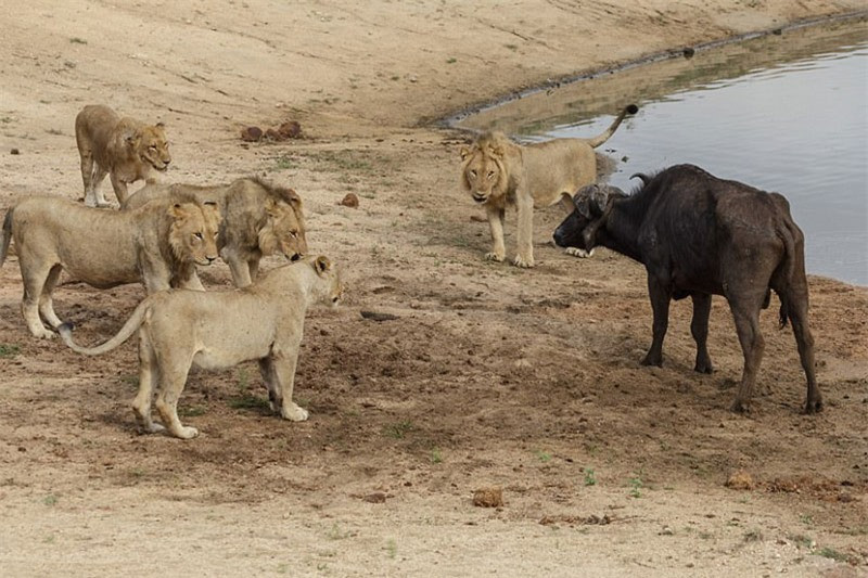 Chùm ảnh này được nhiếp ảnh gia Peter Fridle ghi lại được ở khu dự trữ sinh quyển Sabi Sand tại Nam Phi. 