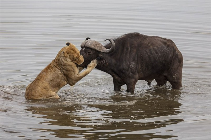 ##sc### Ánh mắt đau đớn, tội nghiệp của con trâu rừng khi bị sư tử tấn công. 