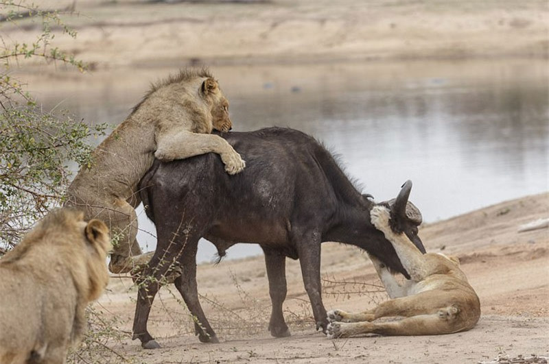 ##sc### Ở thế "đơn thương độc mã", trâu rừng chỉ biết đứng im chờ chết. 