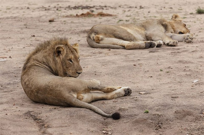 ##sc### Đàn sư tử đánh chén no nê thì nằm ngay "hiện trường" nghỉ ngơi. 