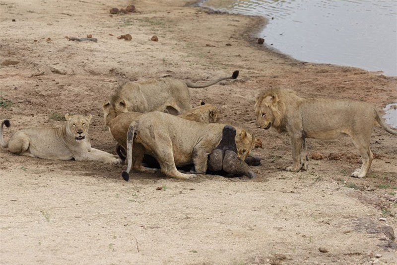 ##sc### Ít phút sau đó, con trâu rừng tội nghiệp đã phải bỏ mạng. 