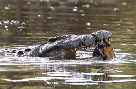 Cá sấu sau đó cố gắng dùng bộ hàm sắc nhọn để nghiền nát con mồi.