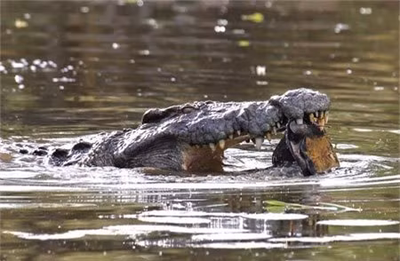 Cá sấu sau đó cố gắng dùng bộ hàm sắc nhọn để nghiền nát con mồi.