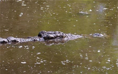 Cá sấu vẫn lặn ngụp quẩn quanh chỗ ban đầu để chờ con mồi tiếp theo.