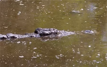 Cá sấu vẫn lặn ngụp quẩn quanh chỗ ban đầu để chờ con mồi tiếp theo.