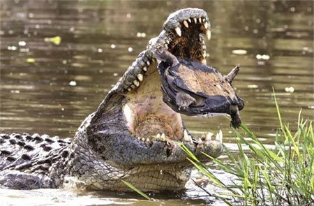 Theo hướng dẫn viên Mario Moreno tại vùng hồ Panic thuộc Công viên quốc gia Kruger, Nam Phi, con cá sấu đã cố gắng tung con rùa nước lên cao và định há rộng mồm nuốt chửng luôn vào bụng, nhưng bất thành.