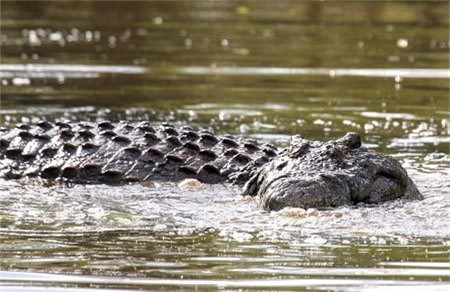 Toàn bộ sự việc chỉ xảy ra trong chốc lát, và con cá sấu đành tiu nghỉu chấp nhận bữa trưa vuột mất khỏi miệng.