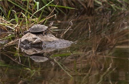 Trong khi đó, con rùa được phát hiện đang thư giãn trên một tảng đá sau cú thoát chết hú hồn. 