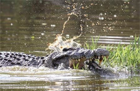 Tuy nhiên, nhờ bề mặt mai ẩm ướt, trơn tuột, con rùa bé nhỏ đã may mắn trượt khỏi gọng hàm của cá sấu, để chạy trốn vào vùng nước tối tăm an toàn.