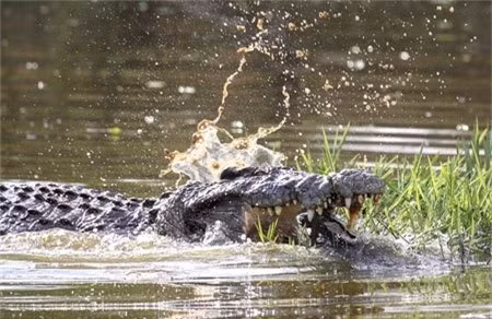 Tuy nhiên, nhờ bề mặt mai ẩm ướt, trơn tuột, con rùa bé nhỏ đã may mắn trượt khỏi gọng hàm của cá sấu, để chạy trốn vào vùng nước tối tăm an toàn.