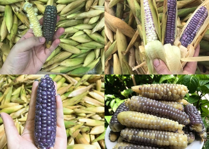 Ngo ti hon tim mong la mat, nam nha dat mua tram bap ve an vat