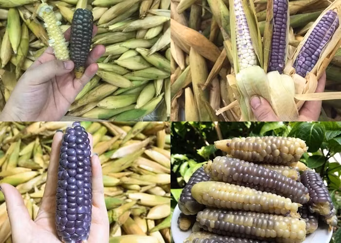 Ngo ti hon tim mong la mat, nam nha dat mua tram bap ve an vat