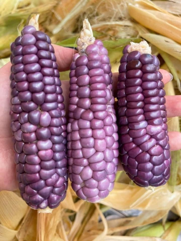 Ngo ti hon tim mong la mat, nam nha dat mua tram bap ve an vat-Hinh-4