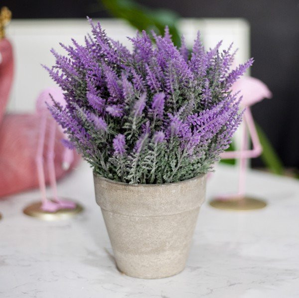 Bat ngo voi nhung cay quen thuoc vua duoi muoi vua trang tri nha-Hinh-2