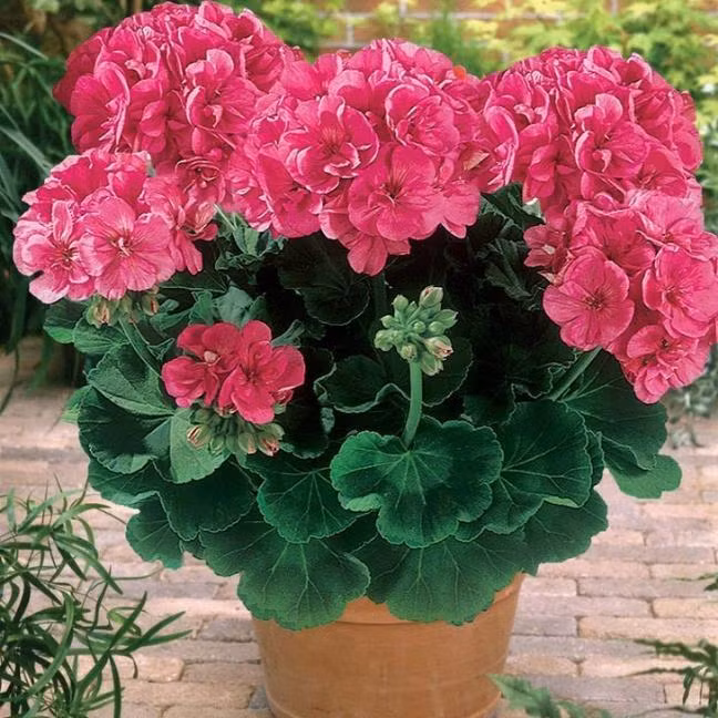 Bat ngo voi nhung cay quen thuoc vua duoi muoi vua trang tri nha-Hinh-4