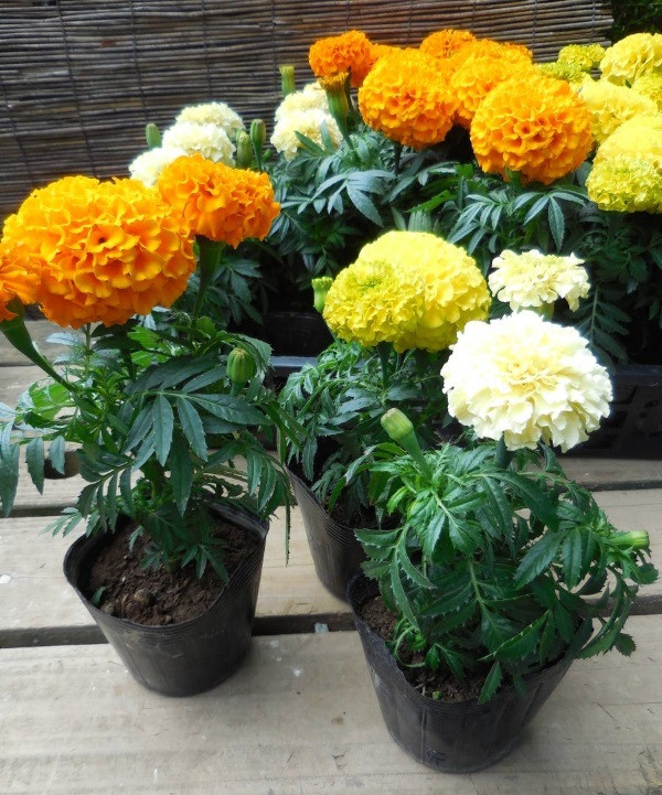 Bat ngo voi nhung cay quen thuoc vua duoi muoi vua trang tri nha