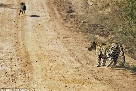 Lợn rừng mẹ phẫn nộ, húc tung báo đốm cứu con ảnh 6