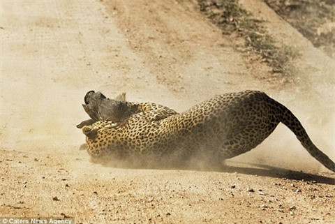 Lợn rừng mẹ phẫn nộ, húc tung báo đốm cứu con ảnh 1