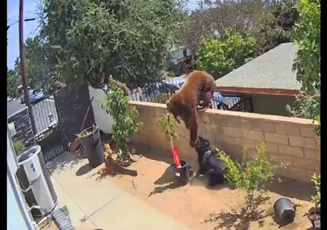 Gau dot nhap vao nha, co gai lao ra lam 1 viec khien con vat hoang hot-Hinh-3