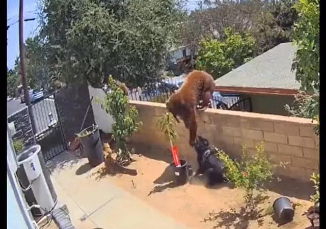 Gau dot nhap vao nha, co gai lao ra lam 1 viec khien con vat hoang hot-Hinh-3