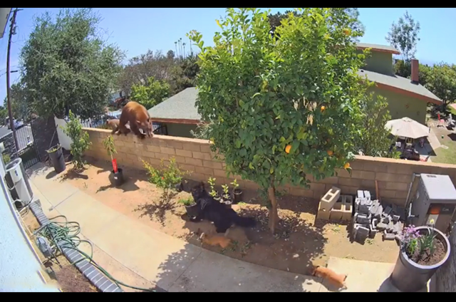 Gau dot nhap vao nha, co gai lao ra lam 1 viec khien con vat hoang hot-Hinh-2