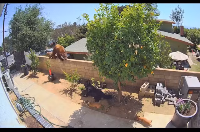 Gau dot nhap vao nha, co gai lao ra lam 1 viec khien con vat hoang hot-Hinh-2