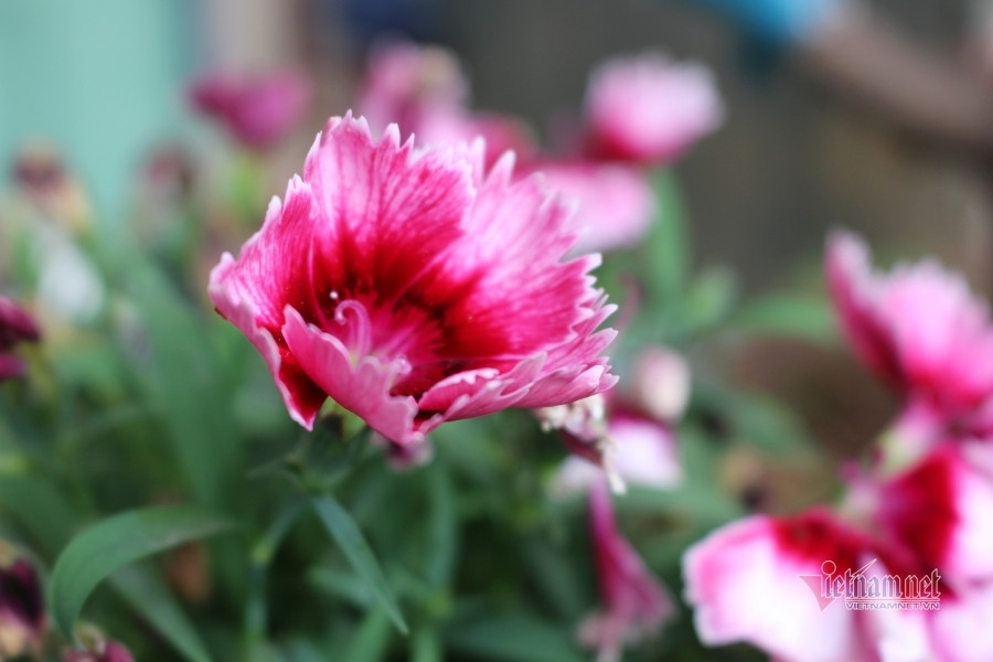 Uống say, bạn trai đưa vào nhà nghỉ, rồi chốt cửa đi về ảnh 1