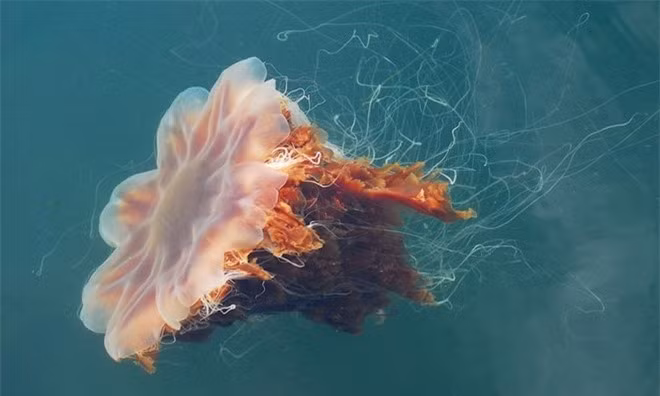 Nhung loai dong vat nao 