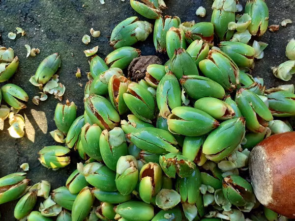 Loai qua thuong bo di, dan lam mut ban gia cao van dat hang-Hinh-2