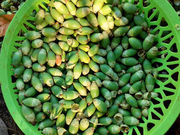 Loai qua thuong bo di, dan lam mut ban gia cao van dat hang