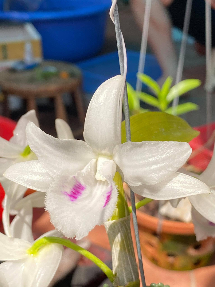 Nguoi phu nu mua mat ngu lan dot bien gia 17,6 ty dong len tieng-Hinh-2