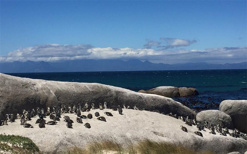 Tuy nhiên, không giống như chim cánh cụt Hoàng đế, chỉ thích nghi với nơi băng giá, những con chim này tụ tập tại những bãi biển ấm áp ở Nam Phi.