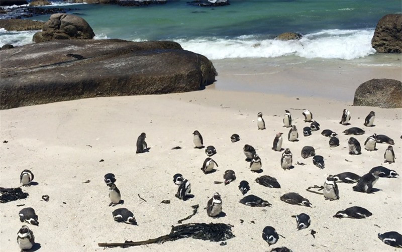 Khi mới sinh, chúng có màu lông tối hơn chim bố và mẹ. Chúng sẽ thay lông trong vài năm để có vẻ ngoài trưởng thành như hiện nay.