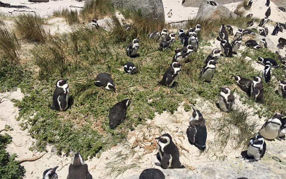 Nói đến chim cánh cụt, mọi người thường nghĩ chúng sống ở những nơi quanh năm băng tuyết và trên các sông băng.