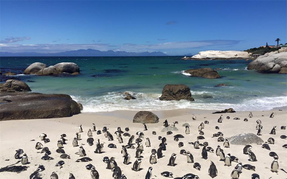 Chim cánh cụt ở đây có cơ thể thuôn, cánh có dạng chân chèo giúp chúng bơi lội trong môi trường biển. 