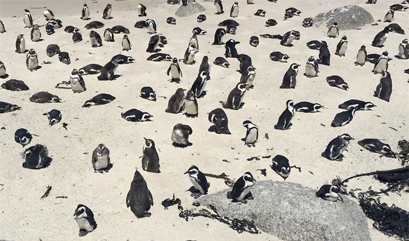 Con trưởng thành cân nặng trung bình 2,2 kg-3,5 kg.